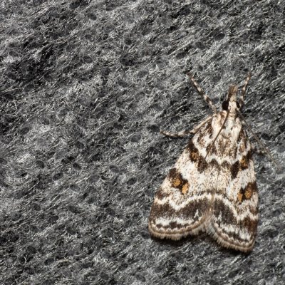 Scoparia pyralella (šedovníček luční), Kývalka