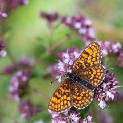 Melitaea athalia (hnědásek jitrocelový), Hády