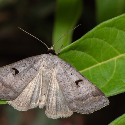 Lygephila pastinum (hnědopáska obecná), PP Na cvičišti