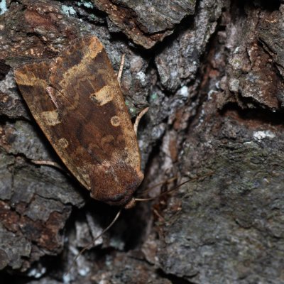 Conistra erythrocephala (zimovnice rudohlavá), Kamenný vrch