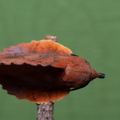 Gastropacha quercifolia (bourovec ovocný), SK, Štôla