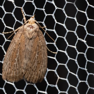 Chilodes maritima (rákosnice proměnlivá), Hrabětice