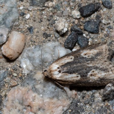 Doloploca punctulana (-), Kamenný vrch