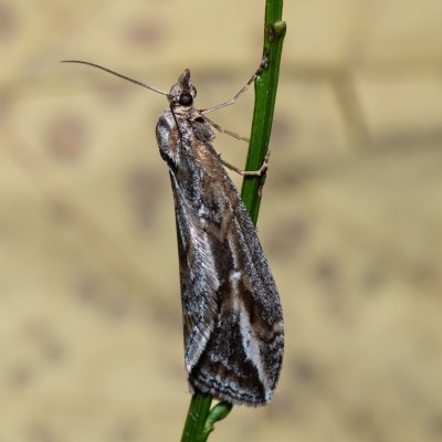 Chesias legatella (píďalka janovcová), PP Zlobice