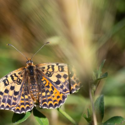 Melitaea didyma (hnědásek květelový), GR, Aspiotades, Korfu