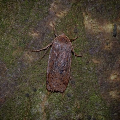 Conistra vaccinii (zimovnice brusnicová), Žebětín