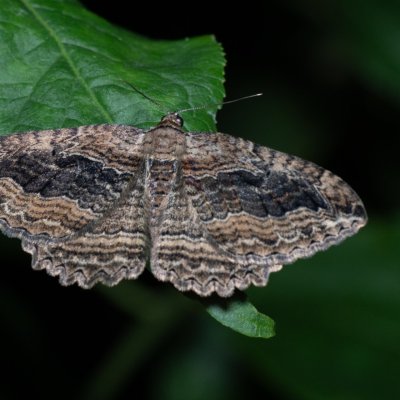 Philereme transversata (píďalka krušinová), PR Kamenný vrch