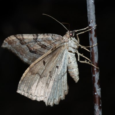 Hydria cervinalis (píďalka jarní), Lysá hora u Ochozu