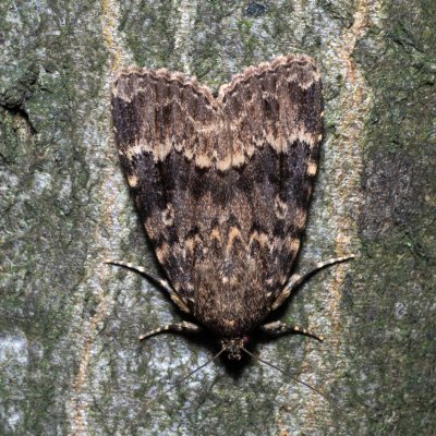 Amphipyra berbera (blýskavka doubravní), Březina