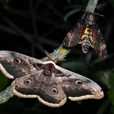 Saturnia pyri (martináč hrušňový), Acherontia atropos (lišaj smrtihlav), Hády