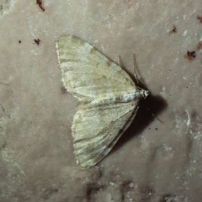 Perizoma incultaria (-), IT, Cinque Torri, Jižní Tyrolsko