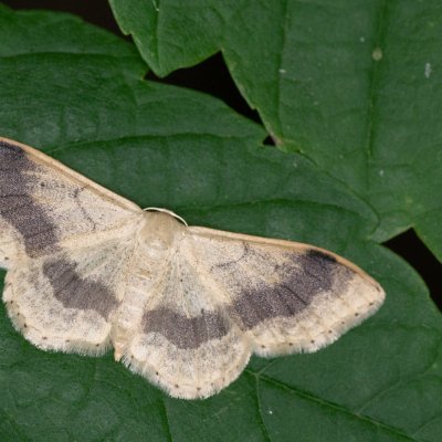 Idaea aversata (žlutokřídlec kručinkový), Lukovany