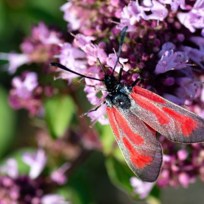 Zygaena purpuralis/minos (vřetenuška mateřídoušková/přehlížená), Vilémovice