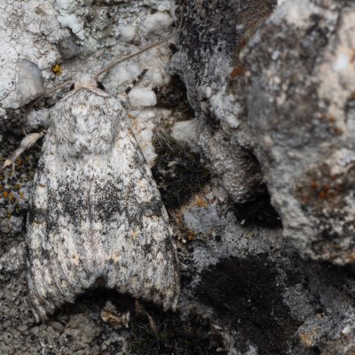 Polymixis xanthomista (pestroskvrnka podzimní), lom Perná