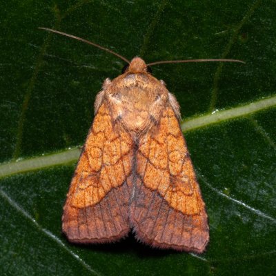 Pyrrhia umbra (černopáska kakostová), PP Střelická bažinka