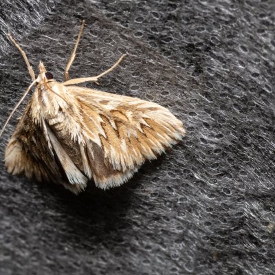 Cynaeda dentalis (zavíječ hadincový), Žebětín