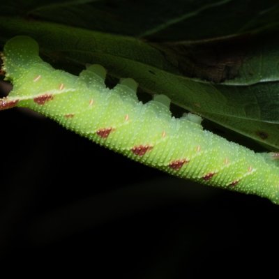 Mimas tiliae (lišaj lipový), Žebětín