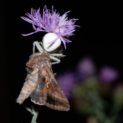 Autographa gamma (kovolesklec gama), PR Kamenný vrch