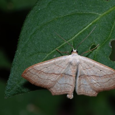 Scopula imitaria (-), HR, Jablanac