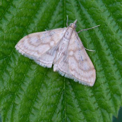 Paracorsia repandalis (-), Podkomorské lesy, Kopeček