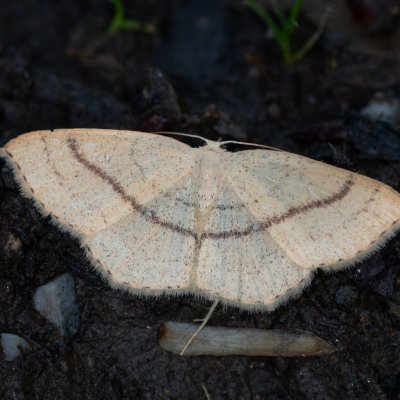 Cyclophora linearia (očkovec bukový), Podkomorské lesy, Kopeček