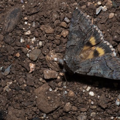 Catocala eutychea (-), GR, Myrtidion monastery, Korfu