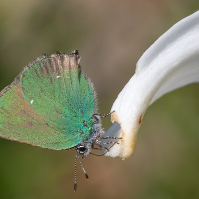 Callophrys rubi (ostruháček ostružinový), HR, Jablanac
