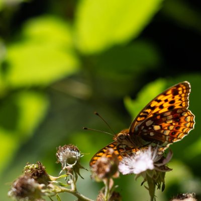 Argynnis adippe (perleťovec prostřední), Ruprechtov