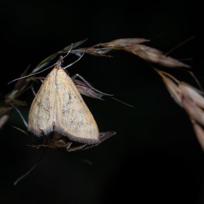 Mecyna flavalis (-), Havranické vřesoviště