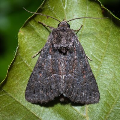 Thalpophila matura (blýskavka travní), PR Kamenný vrch