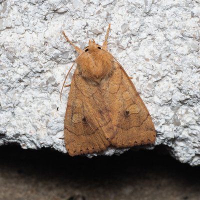 Enargia paleacea (blýskavka žlutá), Melč, Mokřinky