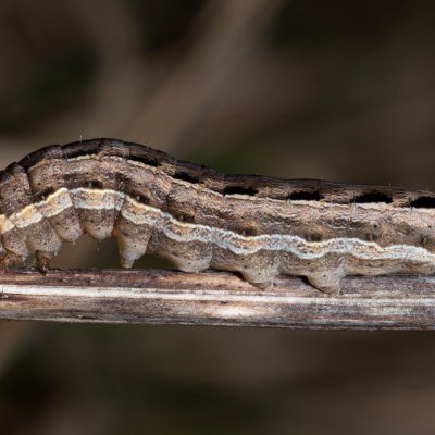 Noctua interposita (osenice přehlížená), PP Člupy