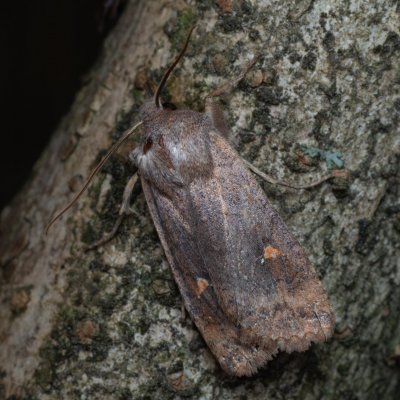 Eupsilia transversa (zimovnice dravá), Žebětín