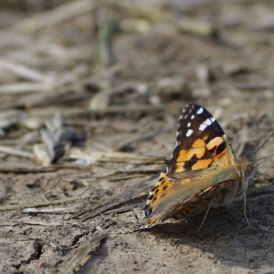Vanessa cardui (babočka bodláková), Židlochovice - Výhon