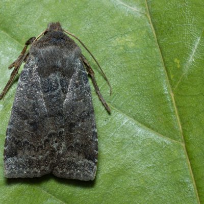 Conistra ligula (zimovnice hlohová), Kamenný vrch