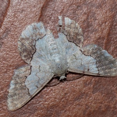 Pingasa sp., TH, Khao Sok