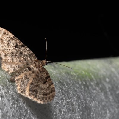 , Hády - Ruženin lom