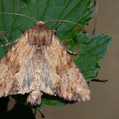 Apamea sublustris (šedavka žlutá), SK, Štôla