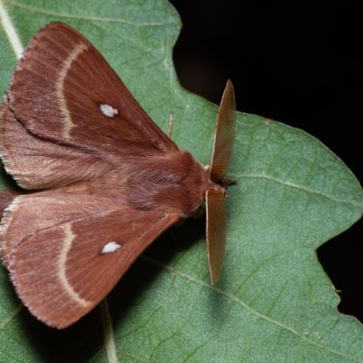 Lasiocampa trifolii (bourovec jetelový), PP Na cvičišti