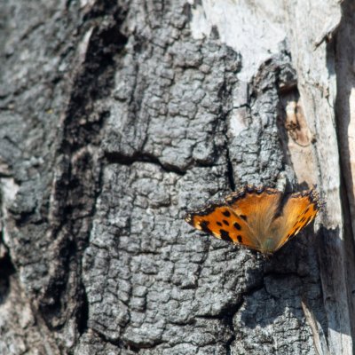 Nymphalis polychloros (babočka jilmová), Němčany