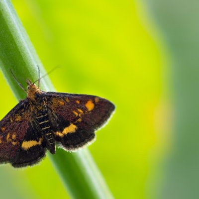 Pyrausta aurata (zavíječ zlatoskvrnný), Velký Javorník
