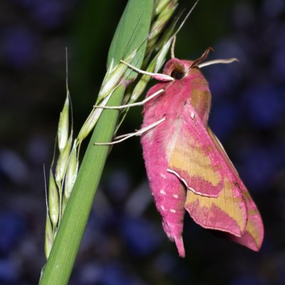 Deilephila porcellus (lišaj kyprejový), Kývalka