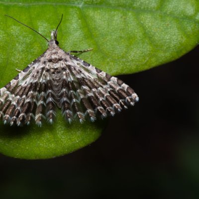 Alucita grammodactyla (pernatěnka hlaváčová), Hády