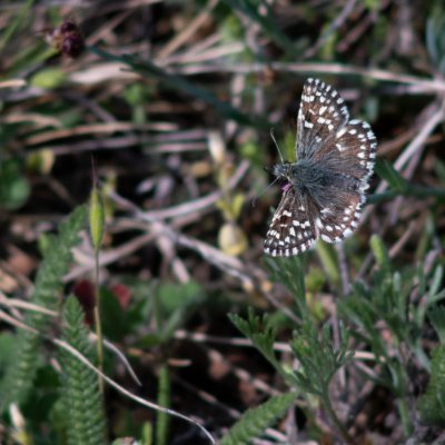 Pyrgus malvae (soumračník jahodníkový), Havranické vřesoviště