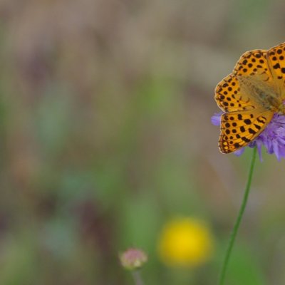 Issoria lathonia (perleťovec malý), NS Motýlí ráj