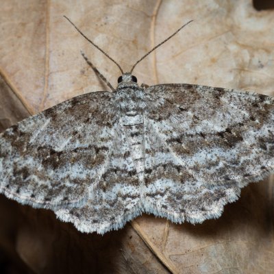 Ectropis crepuscularia (různorožec orlíčkový), Žebětín