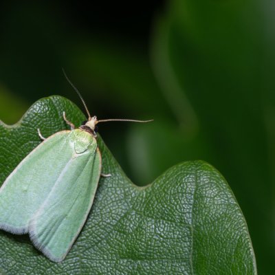 Tortrix viridana (obaleč dubový), PR Kamenný vrch