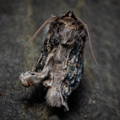 Polyploca ridens (můřice dubová), Žebětín