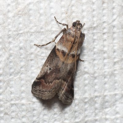 Acrobasis sodalella (-), PR Kamenný vrch