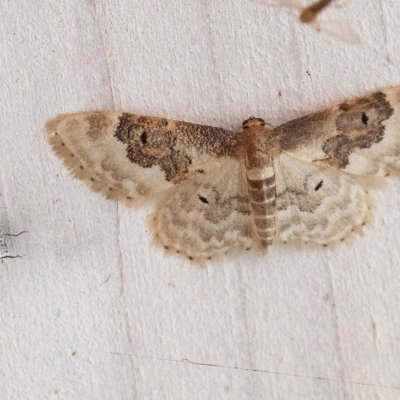 Idaea rusticata (žlutokřídlec polní), IT, St.Martin, Jižní Tyrolsko
